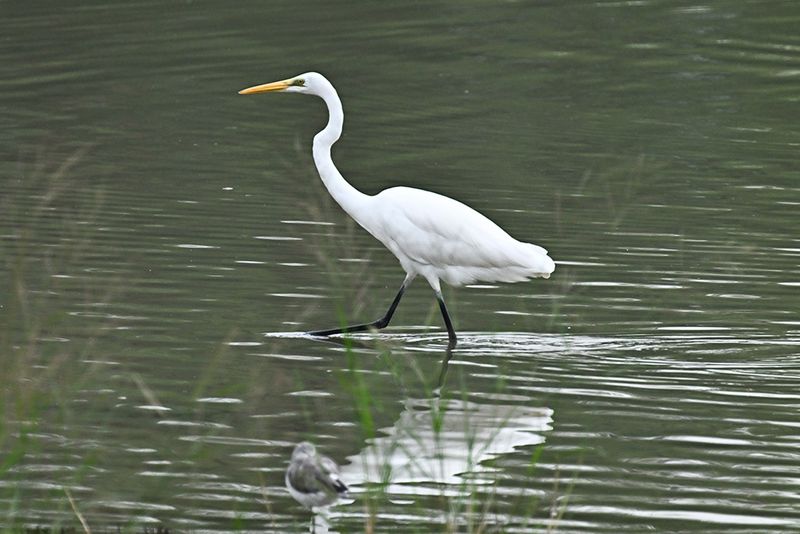 Great Egret (大白鷺)