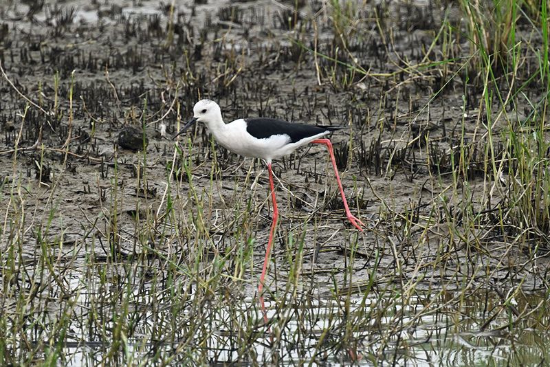 Other Birds