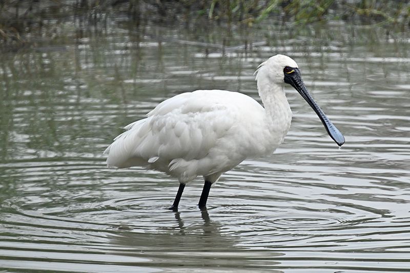 Black-faced Spoonbill (黑臉琵鷺)