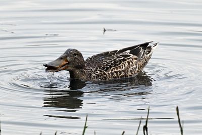 Northern Shoveler (1)