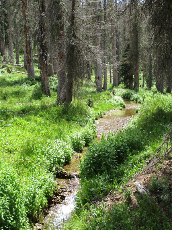 the_woods