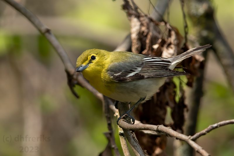 YellowthroatedVireoWisconsin5.10.23b.jpg