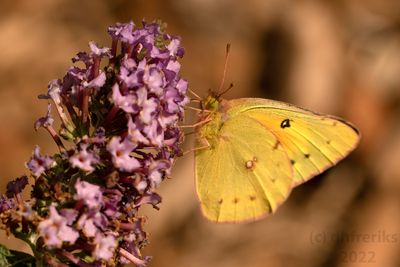 OrangeSulphurButterflyIndianola2.29.22e.jpg