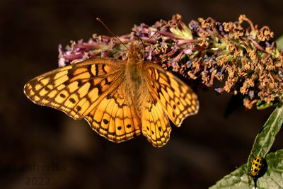 VariegatedFritillaryIndianola2.29.22a.jpg