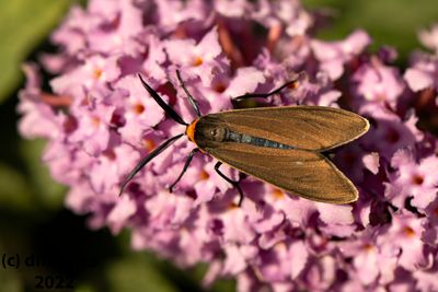 Yellow-collaredScapeMothndianola10.29.22a.jpg