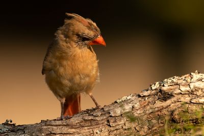 NorthernCardinalIndianola9.19.22a.jpg