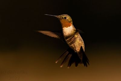 RubythroatedHummingbirdIndianola9.19.22a1.jpg