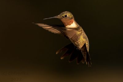 RubythroatedHummingbirdIndianola9.19.22e.jpg