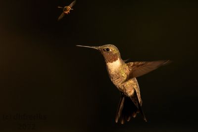 RubythroatedHummingbirdIndianola9.19.22f.jpg