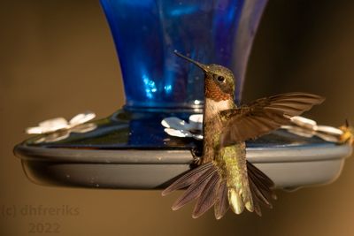 RubythroatedHummingbirdIndianola9.19.22h.jpg