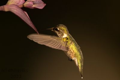 RubythroatedHummingbirdIndianola9.19.22k.jpg