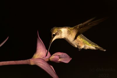 RubythroatedHummingbirdIndianola9.19.22m.jpg