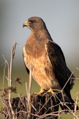 Swainson'sHawkIndianola4.18.23a.jpg