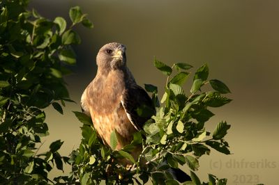 Swainson'sHawkIndianola4.18.23b.jpg