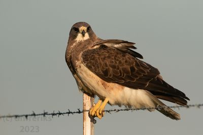 Swainson'sHawkIndianola4.18.23c.jpg