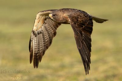 Swainson'sHawkIndianola4.18.23d.jpg