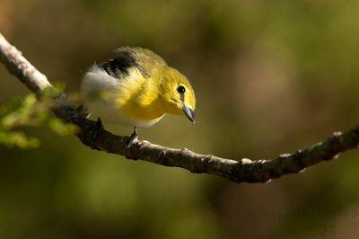 YellowthroatedVireoIndianola4.18.23a.jpg