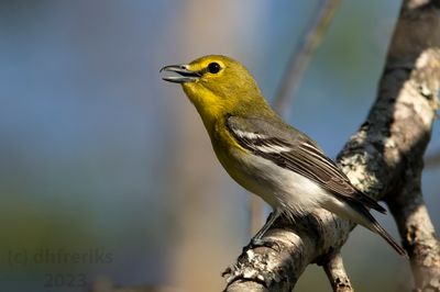 YellowthroatedVireoIndianola4.18.23c.jpg