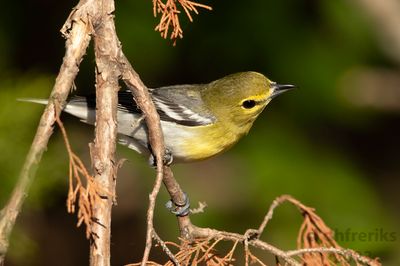 YellowthroatedVireoIndianola4.18.23e.jpg