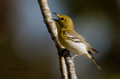 YellowthroatedVireoIndianola4.18.23g.jpg