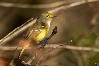 White-eyedVireoIndianola4.18.23c.jpg