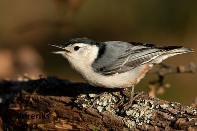 WhitebreastedNuthatchIndianola3.26.23c.jpg