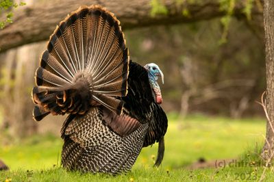 WildTurkeyWisconsin5.14.23d.jpg