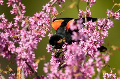 RedwingedBlackbirdWisconsin5.10.23a.jpg