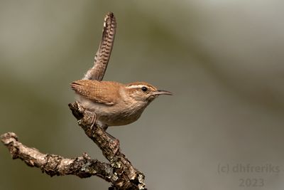 Bewick'sWrenIndianola5.31.23a.jpg