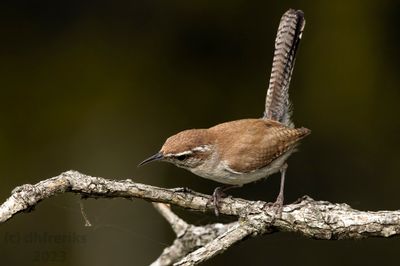 Bewick'sWrenIndianola5.31.23b.jpg