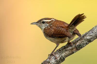 CarolinaWrenIndianola5.31.23a.jpg