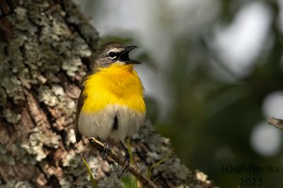 YellowbreastedChatIndianola5.31.23d.jpg