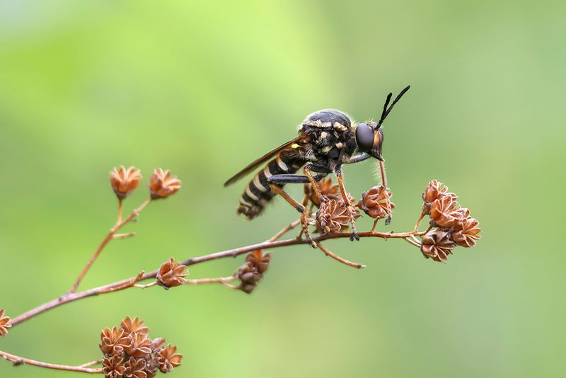 Mouche asilide / Robber Fly (Ceraturgus fasciatus)