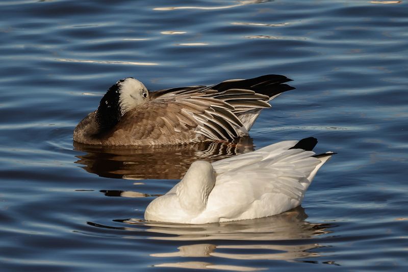 Oies des neiges (forme sombre et forme blanche) / Snow Geese (Chen caerulescens)