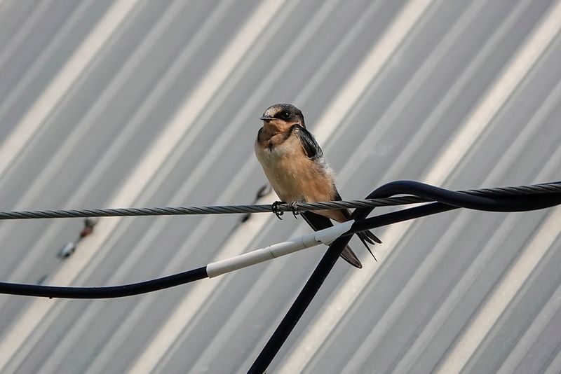 Hirondelle rustique / Barn Swallow juvenile (Hirundo rustica)
