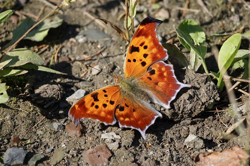 Polygone  queue violace / Question Mark (Polygonia interrogationis)