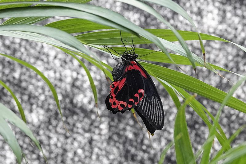 Porte-queue carlate / Scarlet Mormon female (Papilio rumanzovia)