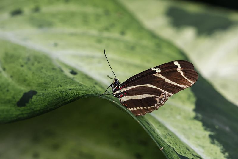 Hliconius zbre / Zebra Longwing (Heliconius charithonia)