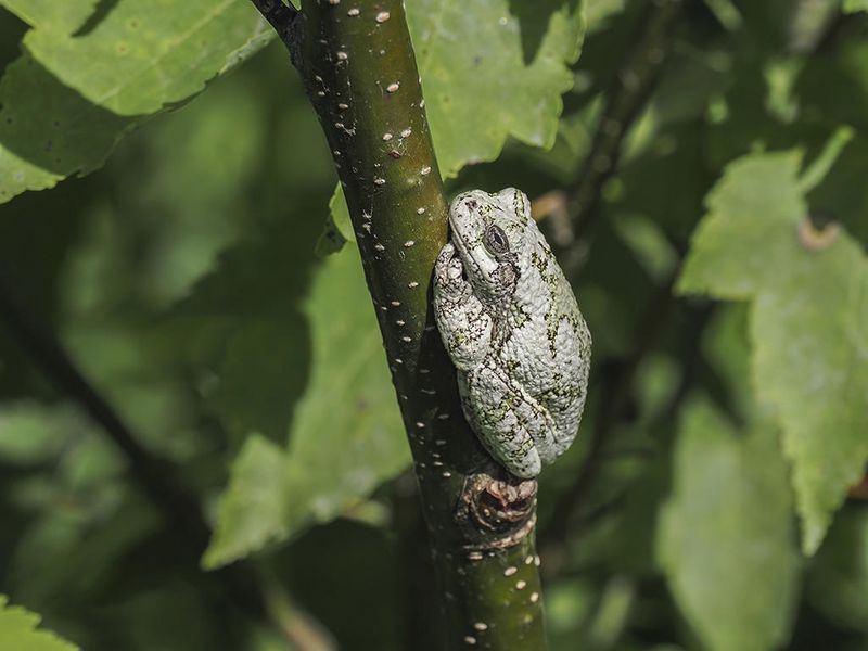 Rainette versicolore / Gray Treefrog (Hyla versicolor)
