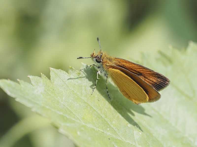 Hesprie dlicate / Least Skipper (Ancyloxypha numitor)