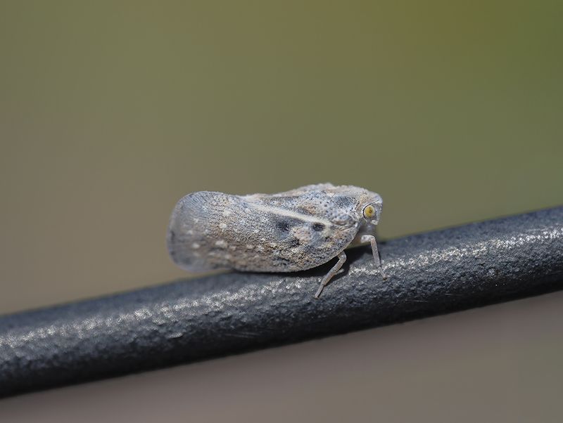 Cicadelle pruineuse ou cicadelle blanche / Citrus Flatid Planthopper (Metcalfa pruinosa)