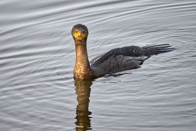 Cormoran à aigrettes / Double-crested Cormorant (Phalacrocorax auritus)