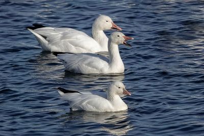 Oie de Ross et oies des neiges / Ross's Goose and Snow Geese (Chen rossii and Chen caerulescens)