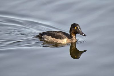 Fuligule  collier / Ring-necked Duck (Aythya fuligula)