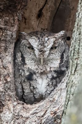 Petit-Duc macul (forme grise) / Eastern Screech-Owl (Megascops asio)