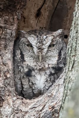 Petit-Duc maculé (forme grise) / Eastern Screech-Owl (Megascops asio)