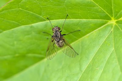 Mouche / Snipe Fly (Chrysopilus pilosus)