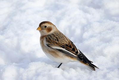 Plectrophane des neiges / Snow Bunting (Plectrophenax nivalis)