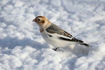 Plectrophane des neiges / Snow Bunting (Plectrophenax nivalis)