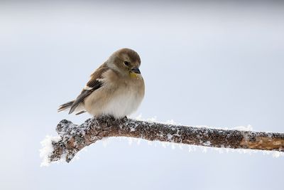 Chardonneret jaune / Juvenile American Goldfinch (Carduelis tristis)